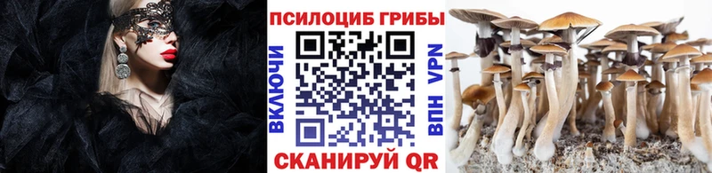 kraken зеркало  Буй  Галлюциногенные грибы Magic Shrooms 